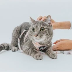 Sassy Woof Smitten Kittens Cat Leash, 6-ft Long -Cat Supplies 1019902 PT3. AC SS1800 V1699919068