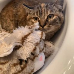 Snuggle Puppy Original Snuggle Kitty Plush Cat Behavioral Aid Anxiety Relief -Cat Supplies 108168 PT6. AC SS1800 V1688150248