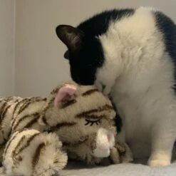 Snuggle Puppy Original Snuggle Kitty Plush Cat Behavioral Aid Anxiety Relief -Cat Supplies 108168 PT7. AC SS1800 V1688149016