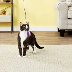 Pet Fit For Life 6 Piece Replacement Feather Pack For Wand Cat Toy -Cat Supplies 109318 PT2. AC SS1800 V1589320664