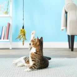 Pet Fit For Life 2 Feathers & 1 Coon Tail Wand Cat Toy -Cat Supplies 123824 PT3. AC SS1800 V1589320885