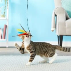 Pet Fit For Life 3 Piece Retractable Feather Wand Cat Toy -Cat Supplies 123831 PT2. AC SS1800 V1554126548