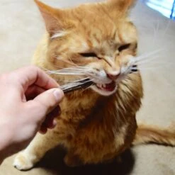 CatTwig Silver Vine Stick Cat Chew Toy -Cat Supplies 125648 PT6. AC SS1800 V1495567074