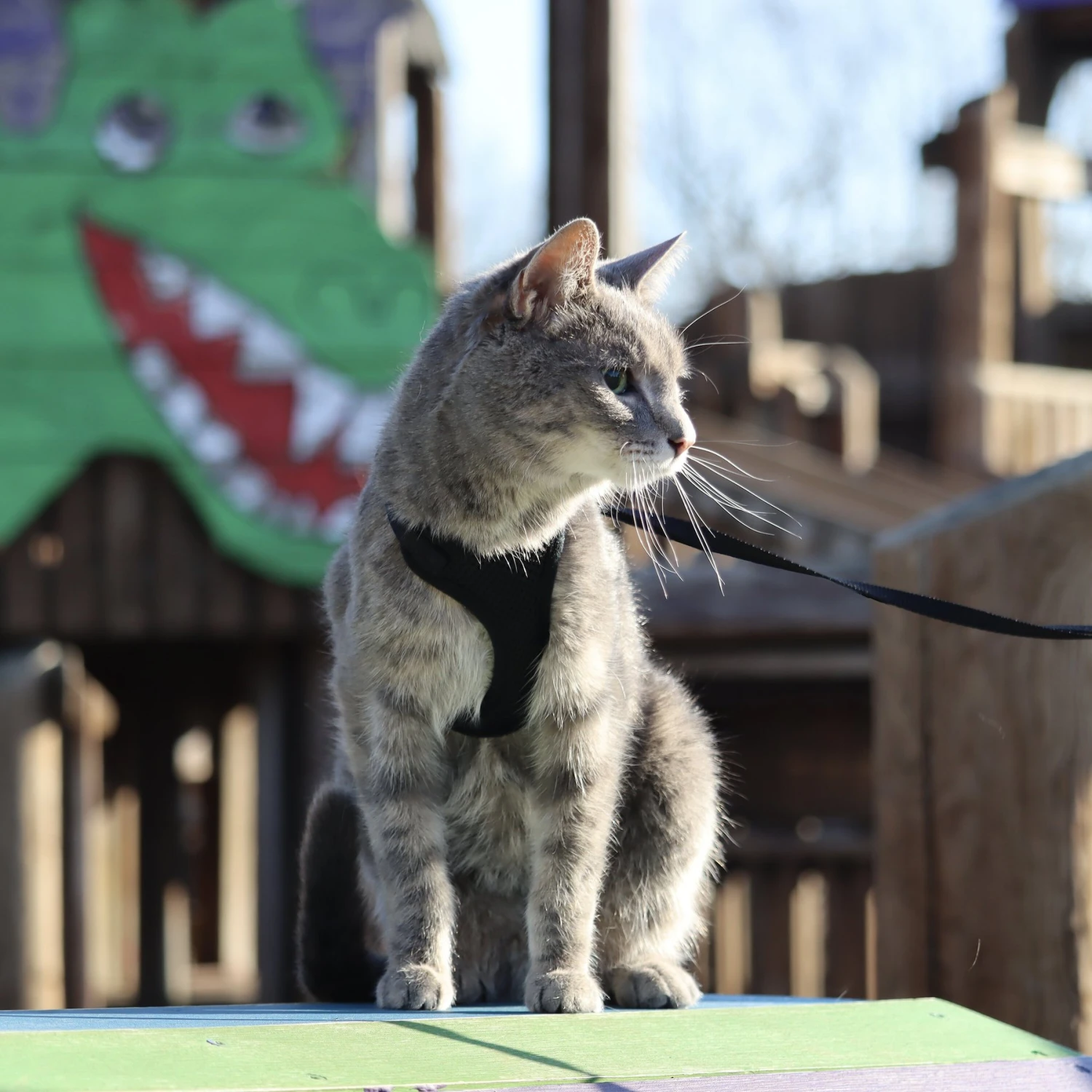 Comfort Soft Mesh Cat Harness 6 Comfort Soft Mesh Cat Harness - Image 6