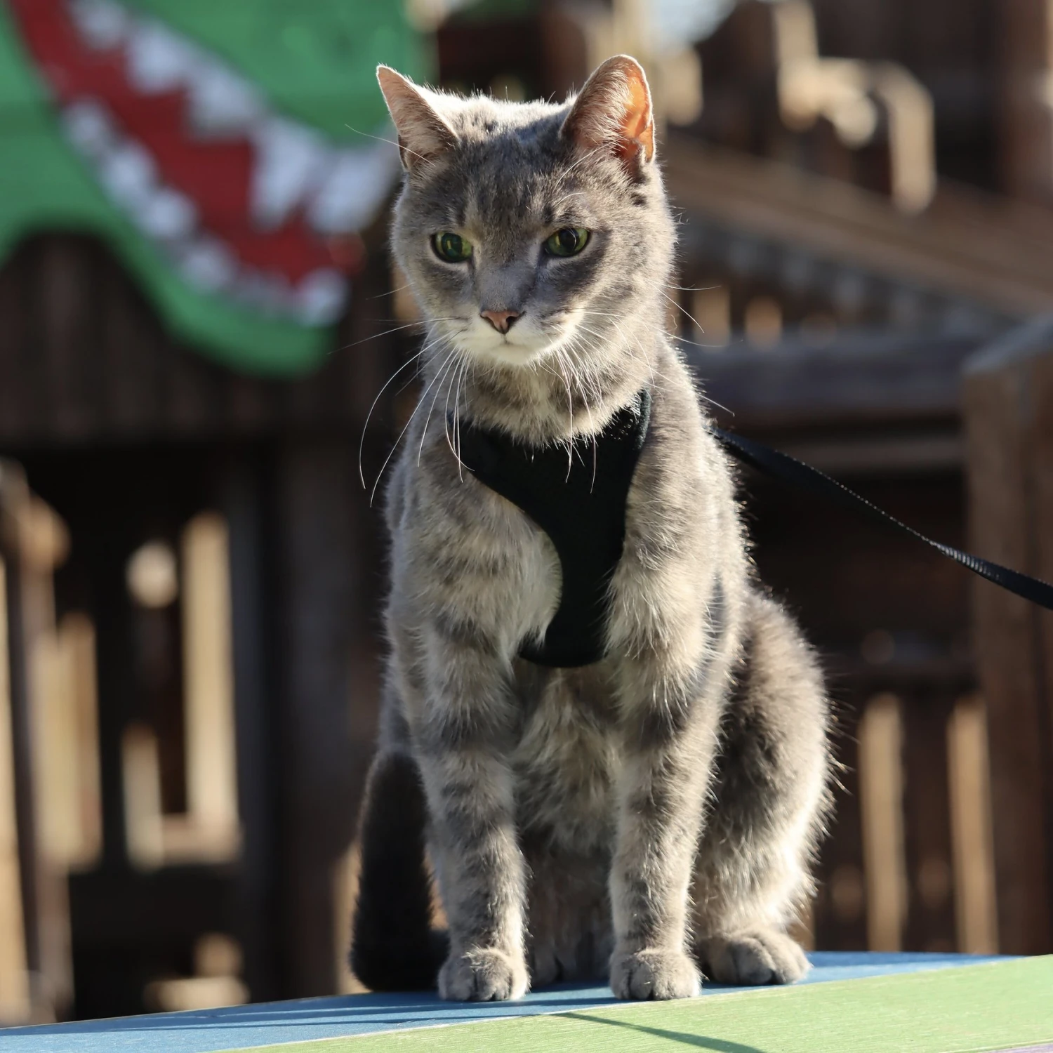 Comfort Soft Mesh Cat Harness 7 Comfort Soft Mesh Cat Harness - Image 7