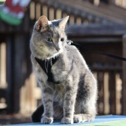 Comfort Soft Mesh Cat Harness 16 Comfort Soft Mesh Cat Harness -Cat Supplies 128175 PT7. AC SS1800 V1677958330