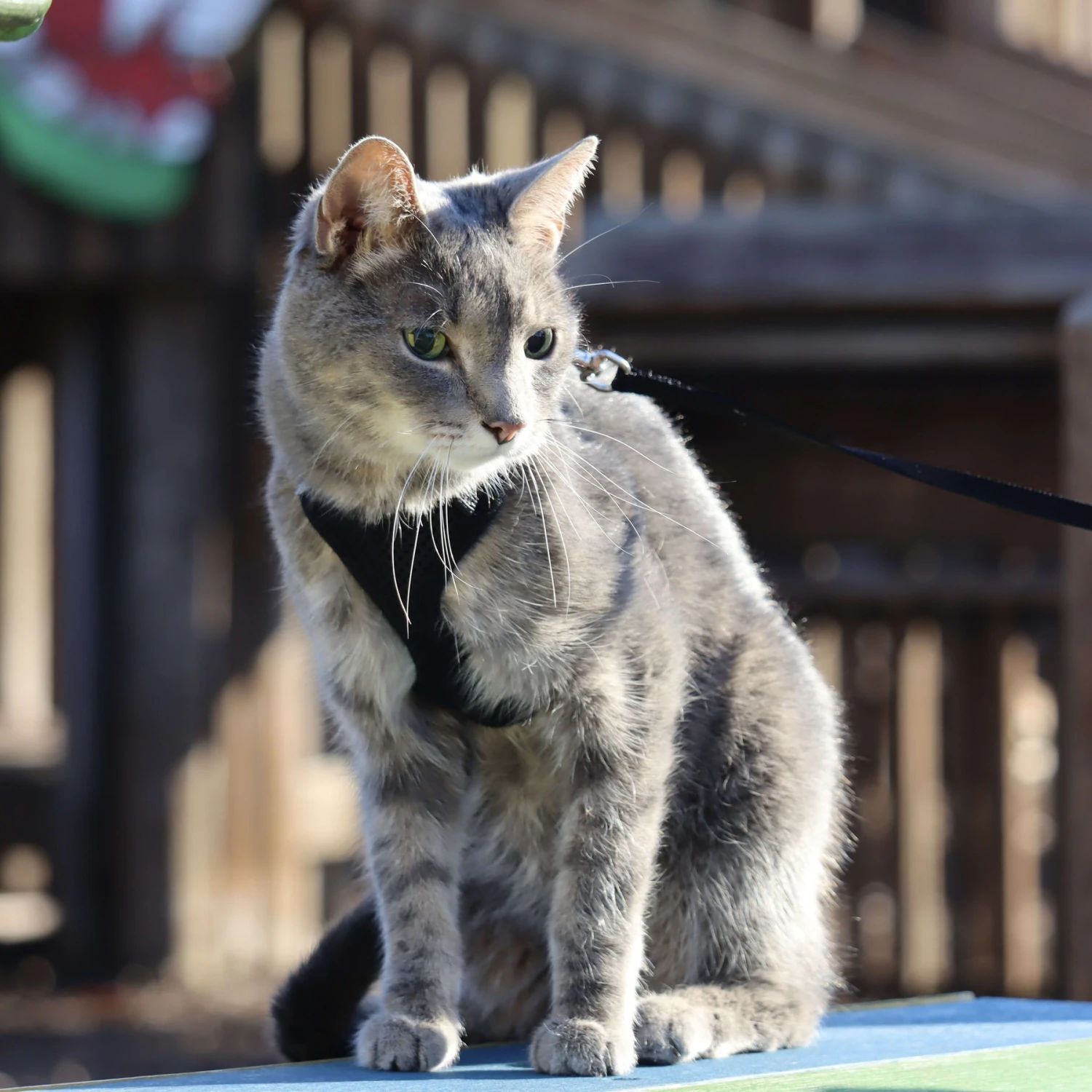 Comfort Soft Mesh Cat Harness 8 Comfort Soft Mesh Cat Harness - Image 8