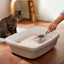 Frisco Natural Unscented Clumping Grass Cat Litter -Cat Supplies 132396 PT4. AC SS1800 V1659023512