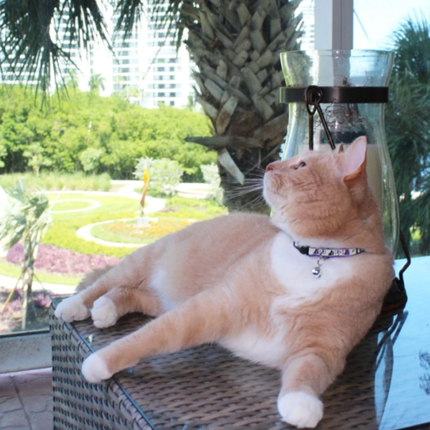 Pawtitas Glow In The Dark Nylon Breakaway Cat Collar With Bell 2 Pawtitas Glow In The Dark Nylon Breakaway Cat Collar With Bell - Image 2