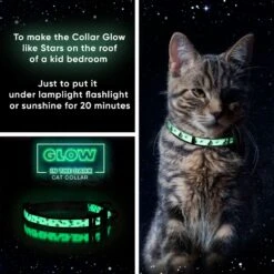 Pawtitas Glow In The Dark Nylon Breakaway Cat Collar With Bell 10 Pawtitas Glow In The Dark Nylon Breakaway Cat Collar With Bell -Cat Supplies 134697 PT2. AC SS1800 V1681327784