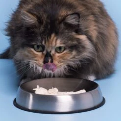 Dr. Catsby's Whisker Relief Non-Skid Stainless Steel Cat Bowl, 1.5-cup -Cat Supplies 138506 PT3. AC SS1800 V1559923394