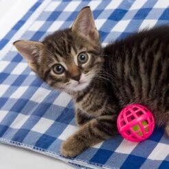 Hartz Just For Cats Toy Variety Pack, 13 Count -Cat Supplies 139111 PT5. AC SS1800 V1589230999