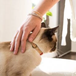 Pettsie Cotton Breakaway Cat Collar With Friendship Bracelet -Cat Supplies 139122 PT5. AC SS1800 V1507065003