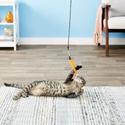 Pet Fit For Life 5 Piece Squiggly Worm Replacement Pack For Wand Cat Toy -Cat Supplies 140076 PT6. AC SS1800 V1545251024