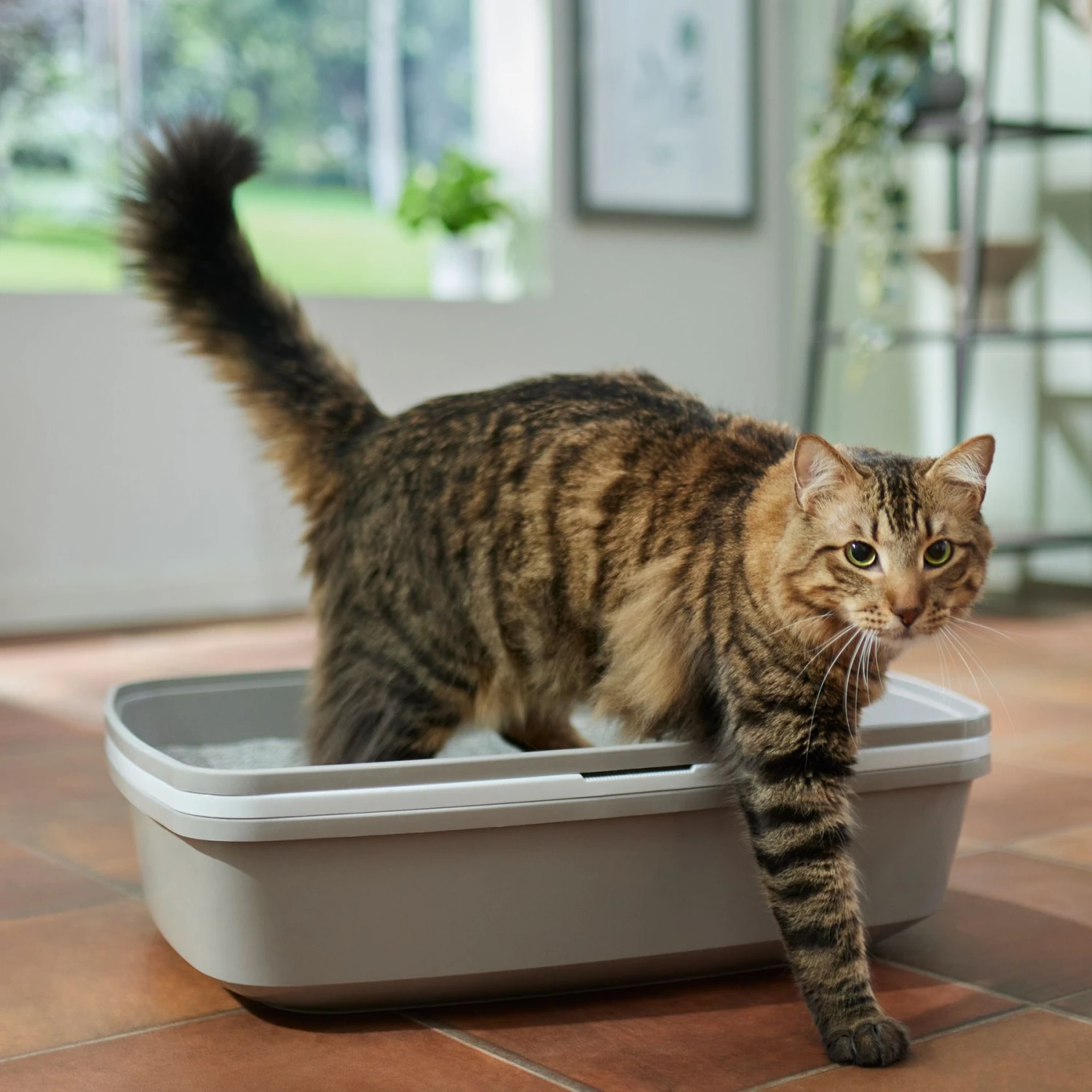 Frisco Sifting Cat Litter Box, Large 1 Frisco Sifting Cat Litter Box, Large
