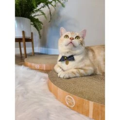 Necoichi Cozy Cat Scratcher Bowl Replacement Pad 14 Necoichi Cozy Cat Scratcher Bowl Replacement Pad -Cat Supplies 183519 PT5. AC SS1800 V1647460001