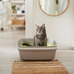 NEON Litter Unscented Clumping Crystal Cat Litter -Cat Supplies 186612 PT3. AC SS1800 V1680789621