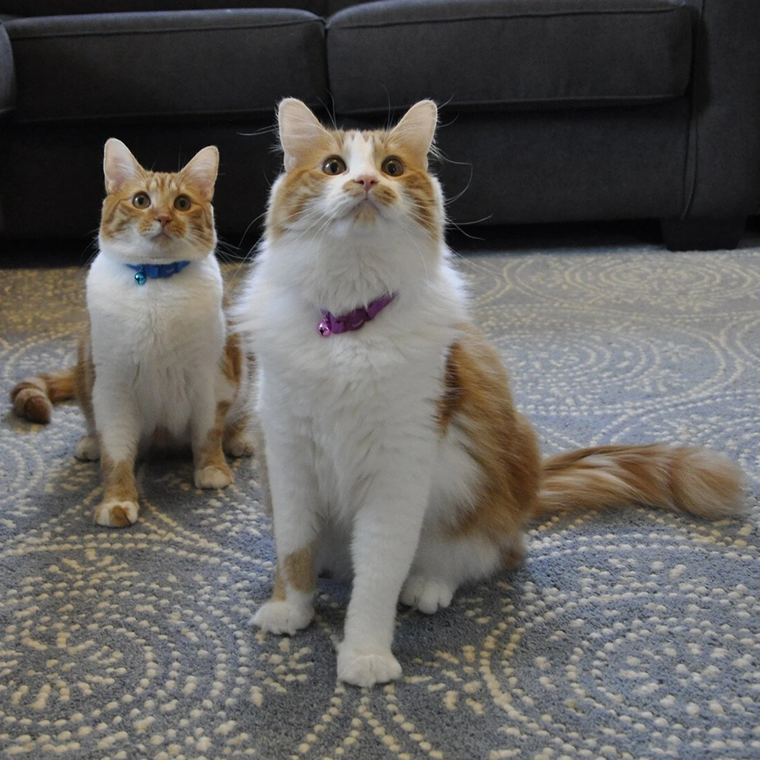 Safe Cat Snag-Proof Polyester Breakaway Cat Collar With Bell 2 Safe Cat Snag-Proof Polyester Breakaway Cat Collar With Bell - Image 2