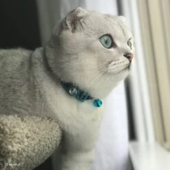 Safe Cat Jeweled Glitter Polyester Breakaway Cat Collar With Bell -Cat Supplies 202128 PT2. AC SS1800 V1628572942