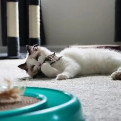 Turbo Flying Teaser Cat Toy -Cat Supplies 202228 PT2. AC SS1800 V1677957952