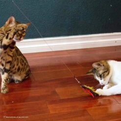 Turbo Flying Teaser Replacement Feather Cat Toy -Cat Supplies 202229 PT3. AC SS1800 V1677958389