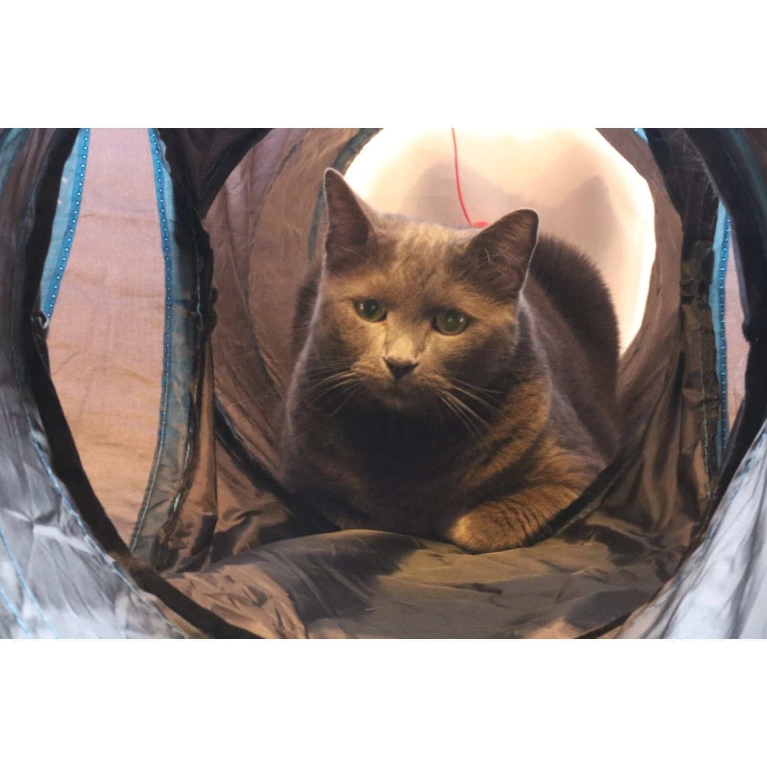 Feline Ruff 12" Premium 4-Way Collapsible Tunnel Cat Toy, Black & Blue 3 Feline Ruff 12" Premium 4-Way Collapsible Tunnel Cat Toy, Black & Blue - Image 3