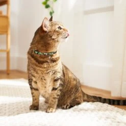 Disney Mickey Mouse Hawaiian Cat Collar -Cat Supplies 226283 PT4. AC SS1800 V1614028659