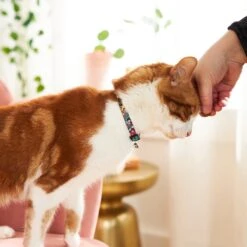 Disney Princess Cat Collar -Cat Supplies 226287 PT4. AC SS1800 V1614274907