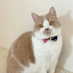 Necoichi My Cat For President Cotton Breakaway Cat Collar With Bell -Cat Supplies 230665 PT8. AC SS1800 V1631316368