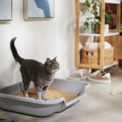 Catalyst Pet Multi-Cat Formula Cat Litter -Cat Supplies 241764 PT3. AC SS1800 V1680789563