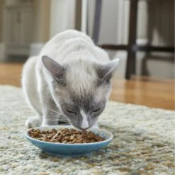 Frisco Kaleidoscope Pattern Non-skid Ceramic Cat Dish -Cat Supplies 256092 PT2. AC SS1800 V1616167031