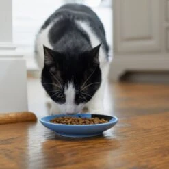 Frisco Cat Face Non-skid Ceramic Cat Dish, Blue -Cat Supplies 256101 PT3. AC SS1800 V1617130591