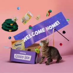 Goody Box Kitten Toys & Treats -Cat Supplies 258991 PT2. AC SS1800 V1657656401