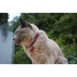 Red Dingo Mouse Personalized Stainless Steel Cat ID Tag, Small -Cat Supplies 260326 PT4. AC SS1800 V1610093598