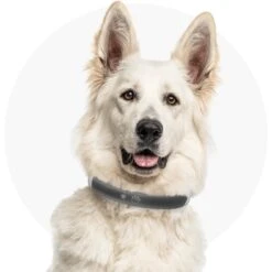 Red Dingo Mouse Personalized Stainless Steel Cat ID Tag, Small -Cat Supplies 260326 PT6. AC SS1800 V1627925212