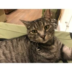 Red Dingo Skeleton Fish Stainless Steel Personalized Cat ID Tag -Cat Supplies 260471 PT4. AC SS1800 V1610132844