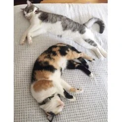 DOG ID Personalized Cat ID Tag -Cat Supplies 262043 PT3. AC SS1800 V1607481764