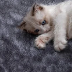 Yaheetech 54.5" H Multilevel Indoor Cat Tree & Condo -Cat Supplies 266569 PT7. AC SS1800 V1619638642