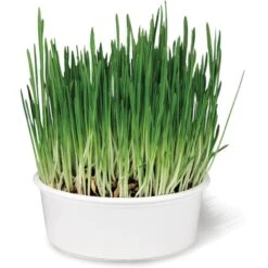 SmartyKat Sweet Greens & Catnip Caves Cat Toy With Catnip -Cat Supplies 269247 PT2. AC SS1800 V1639016235