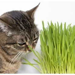 SmartyKat Sweet Greens & Catnip Caves Cat Toy With Catnip -Cat Supplies 269247 PT7. AC SS1800 V1639015050