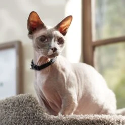 Frisco Nylon Personalized Breakaway Cat Collar With Bell -Cat Supplies 270731 PT6. AC SS1800 V1629992558