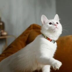 STAR WARS THE MANDALORIAN GROGU Pumpkin Dog Collar -Cat Supplies 272940 PT8. AC SS1800 V1623879679