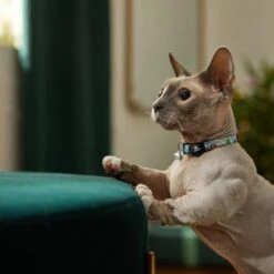 STAR WARS THE MANDALORIAN'S THE CHILD Holiday Cat Collar -Cat Supplies 289708 PT8. AC SS1800 V1632189817