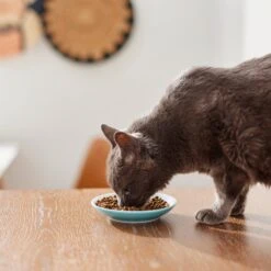 Pixar Finding Nemo Non-Skid Ceramic Cat Dish -Cat Supplies 291405 PT3. AC SS1800 V1633980066