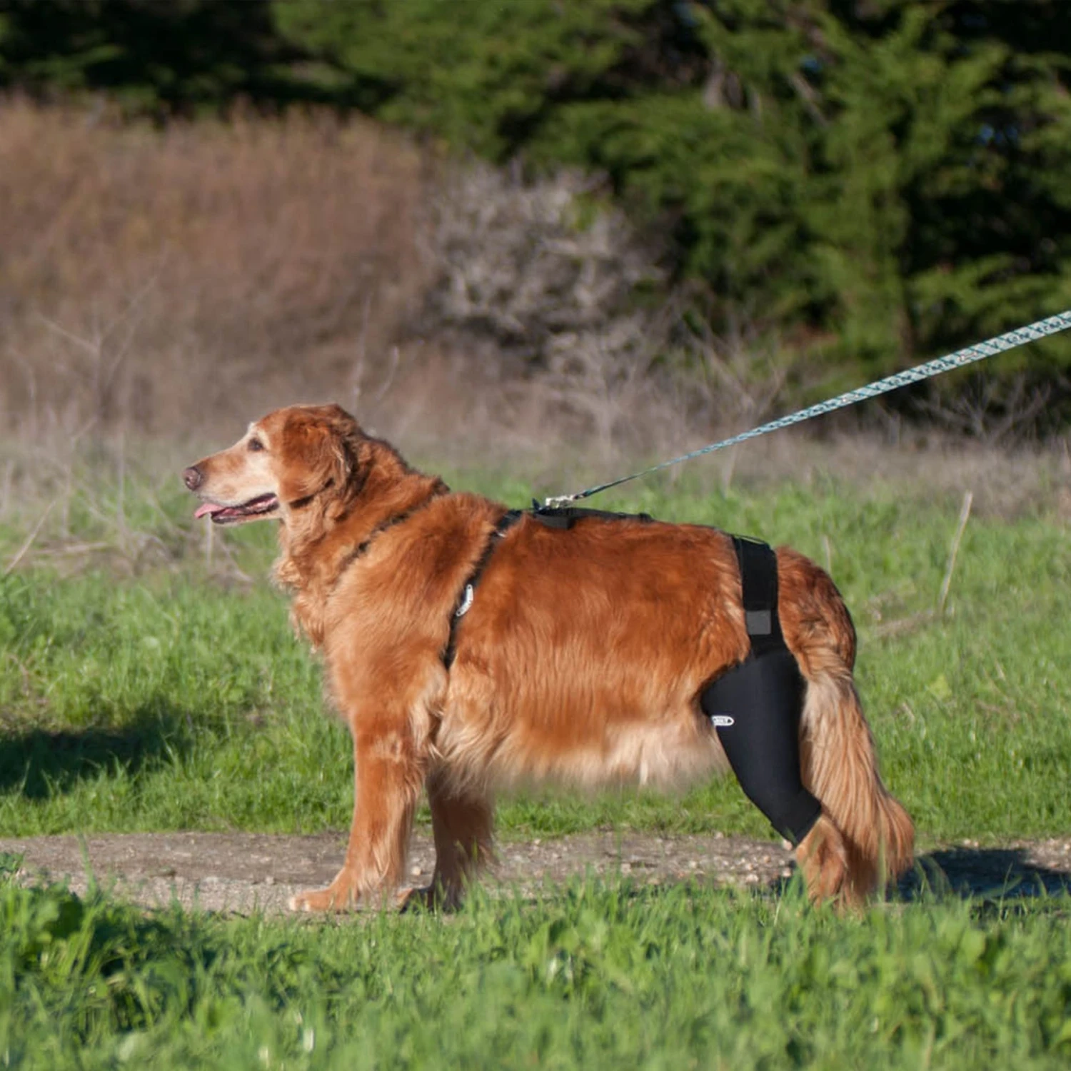 WALKABOUT Dog & Cat Knee Brace 5 WALKABOUT Dog & Cat Knee Brace - Image 5