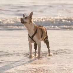 WALKABOUT Chest Halter Adjustable Dog & Cat Harness, Black -Cat Supplies 325533 PT2. AC SS1800 V1635736588