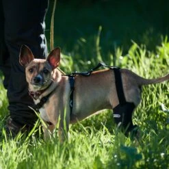 WALKABOUT Chest Halter Adjustable Dog & Cat Harness, Black -Cat Supplies 325533 PT3. AC SS1800 V1635736927