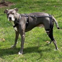 WALKABOUT Chest Halter Adjustable Dog & Cat Harness, Black -Cat Supplies 325533 PT4. AC SS1800 V1635742032