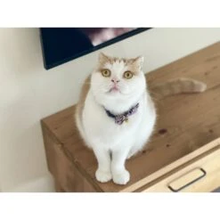 Necoichi Gilded Gold Bow Tie Breakaway Cat Collar -Cat Supplies 335341 PT4. AC SS1800 V1643668311