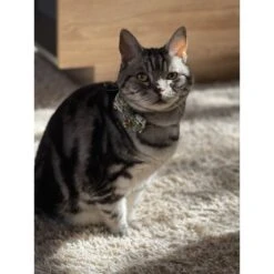 Necoichi Hanami Bow Tie Breakaway Cat Collar -Cat Supplies 335355 PT7. AC SS1800 V1644903730